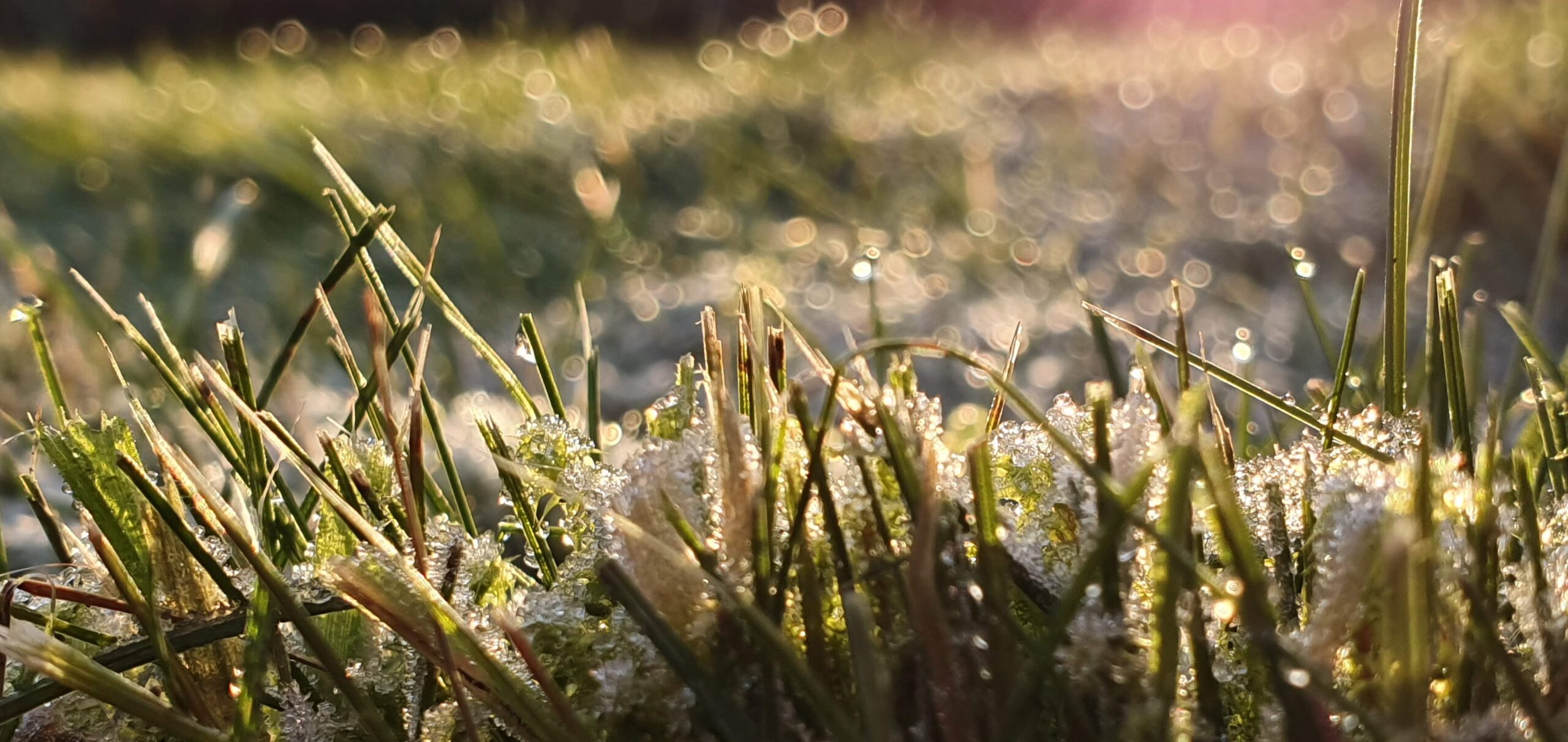 Gras mit Tautropfen im Gegenlicht