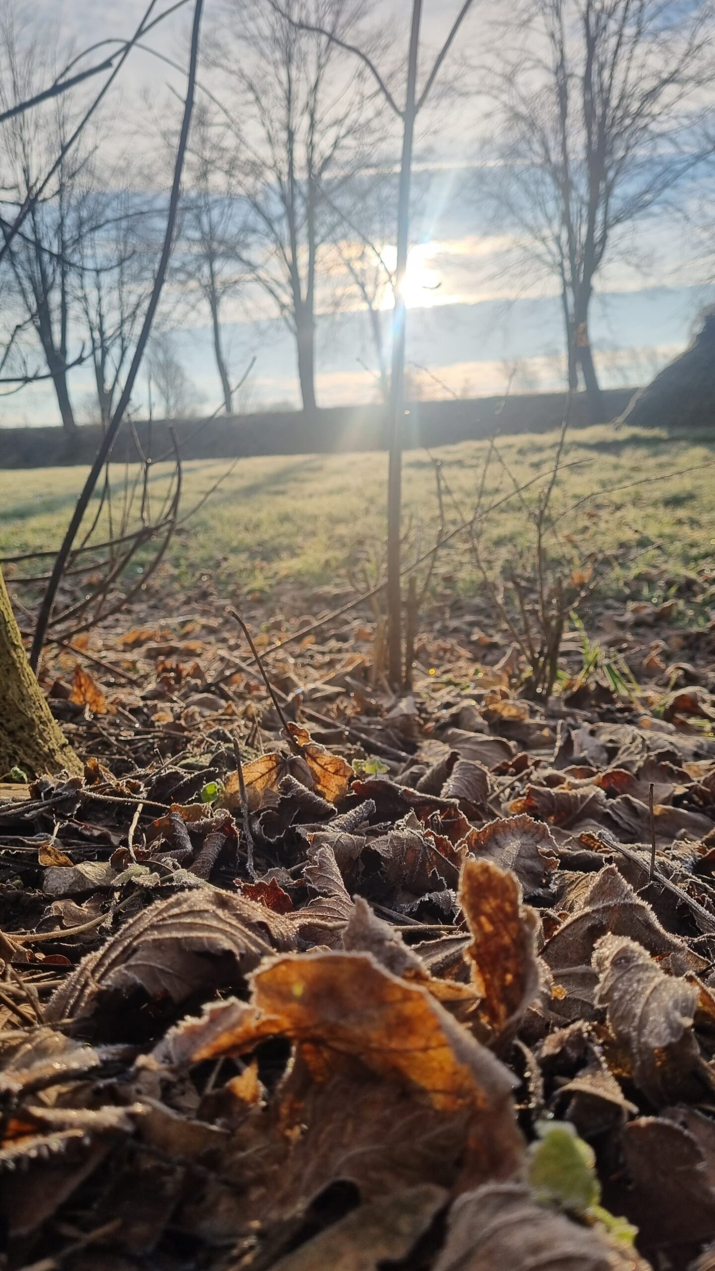 Gefrorenes Herbstlaub vor kahlen Bäumen in der Morgensonne